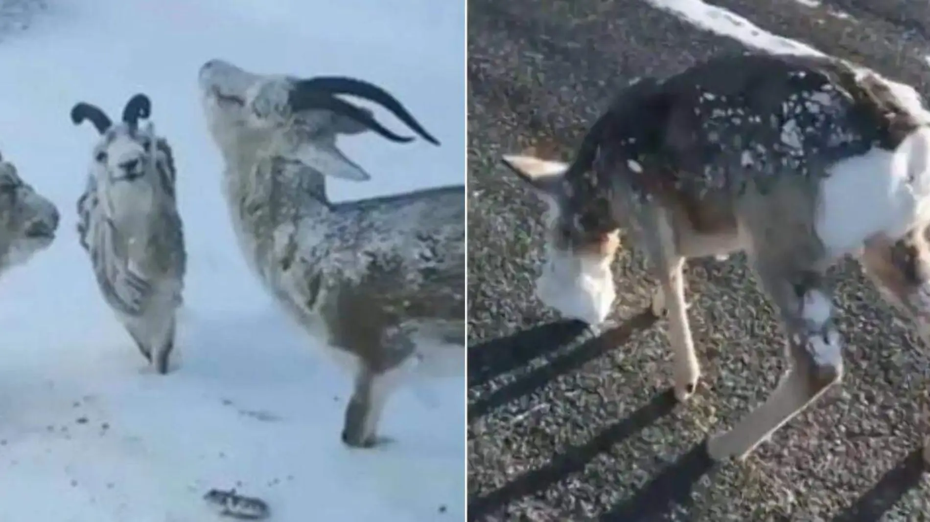 Animales congelados en el norte de Noruega por bajas temperaturas